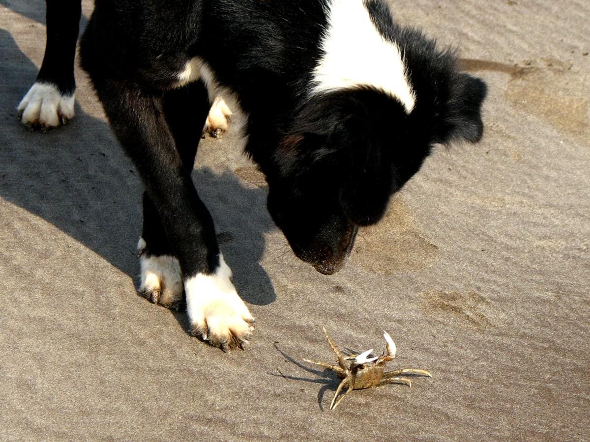 Shell Dog Can Dogs Eat Crab? Risks of Shells & Safer Alternatives | Spot Pet ...