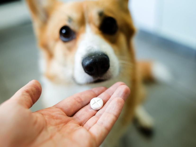 Does Pet Insurance Cover The Cost Of Medication Spot Pet Insurance does-pet-insurance-cover-the-cost-of-medication-spot-pet-insurance