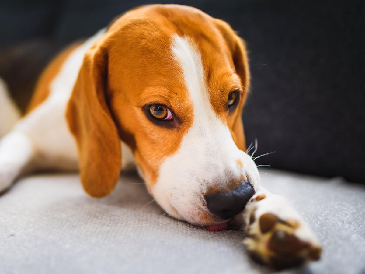 The 110 Best Names For Small Female Dogs In 2025 Spot Pet Insurance the-110-best-names-for-small-female-dogs-in-2025-spot-pet-insurance