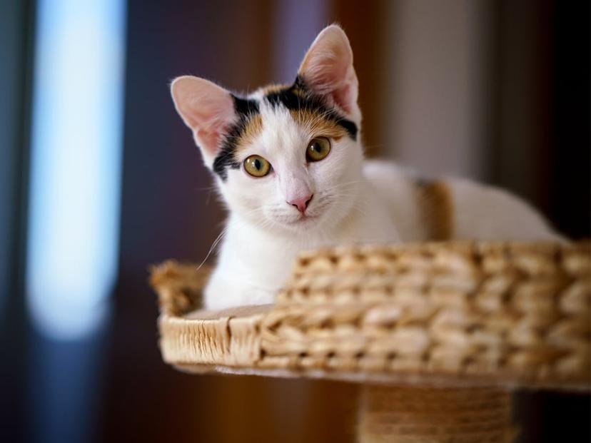8 House Cat Breeds You Should Consider Spot Pet Insurance 8-house-cat-breeds-you-should-consider-spot-pet-insurance