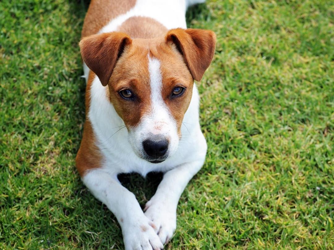 Jack Racel Jack Russell Terriers - Dog Breed Guide | Spot Pet Insurance