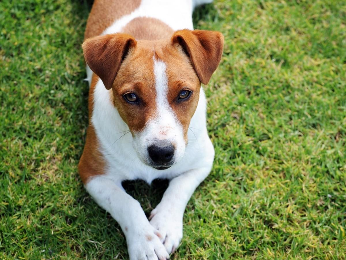 Jack Russell Terriers Dog Breed Guide Spot Pet Insurance Jack Russell Terriers Dog Breed Guide Spot Pet Insurance