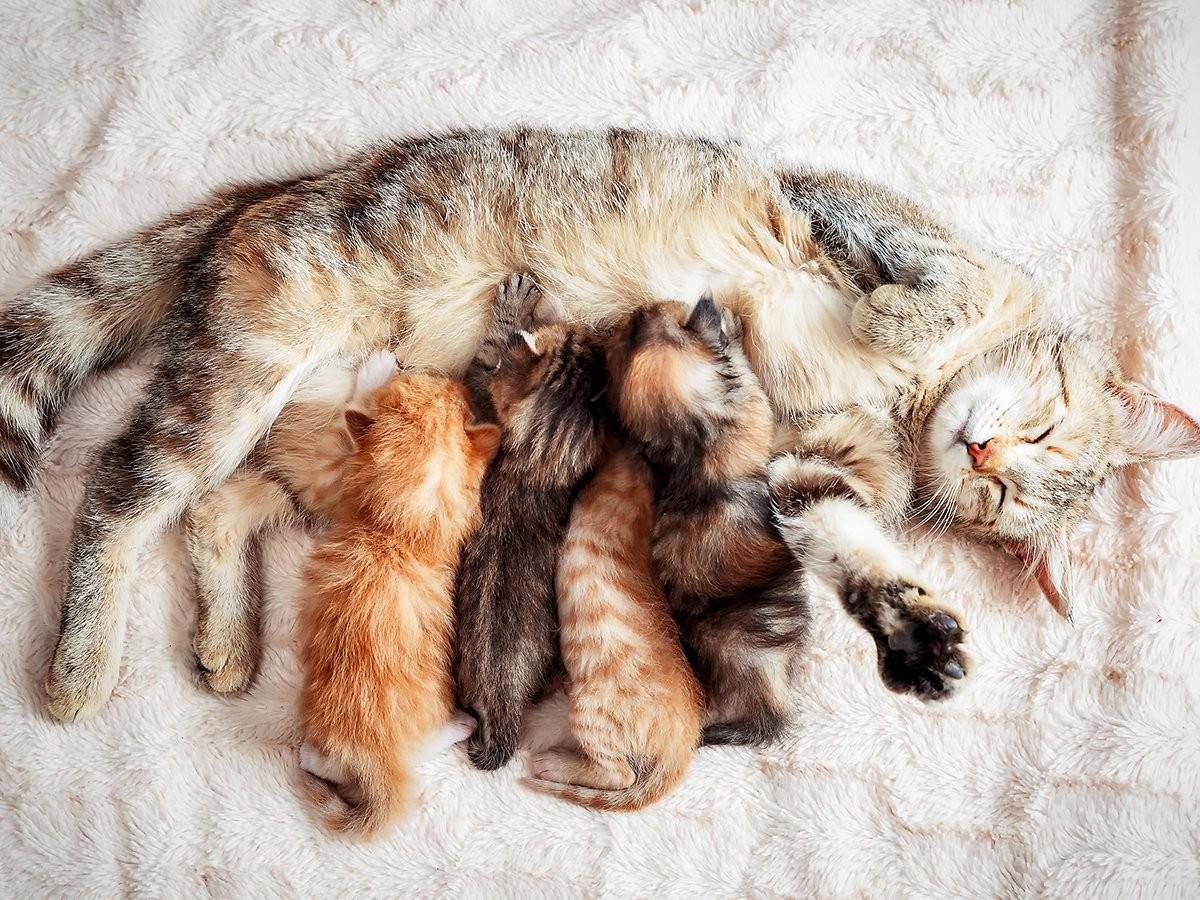 When Do Kittens Calm Down? A Guide to Kitten Energy and Behavior | Spot ...