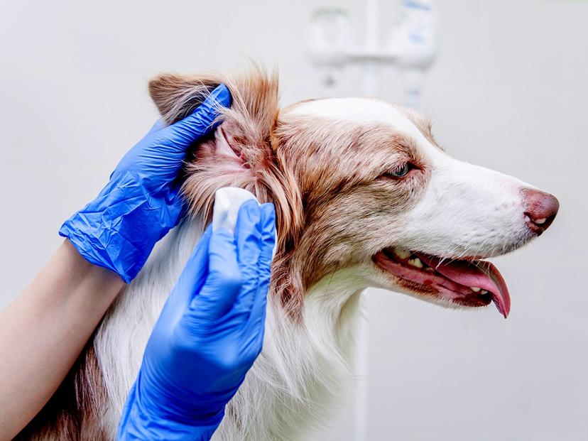 Stunning How Often Should You Clean A Dog'S Ears image