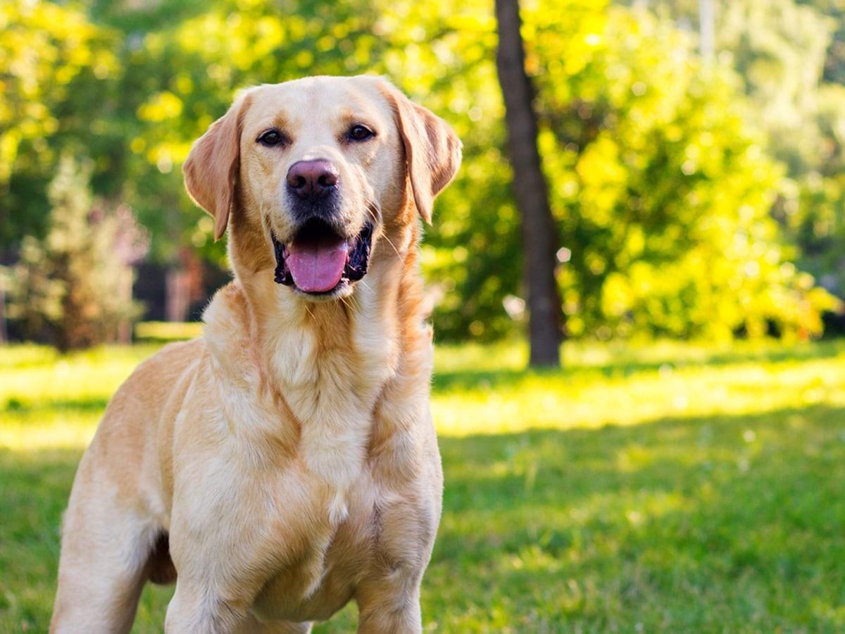 Labrador Retriever Breed Guide Temperament Health Care 2026 Labrador Retriever Breed Guide Temperament Health Care 2026