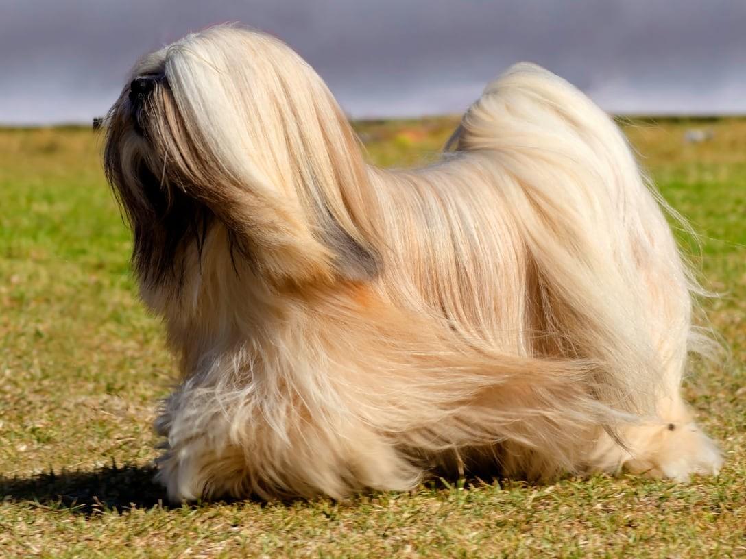 Lhasa Apso: Breed Profile & Information | Spot Pet Insurance