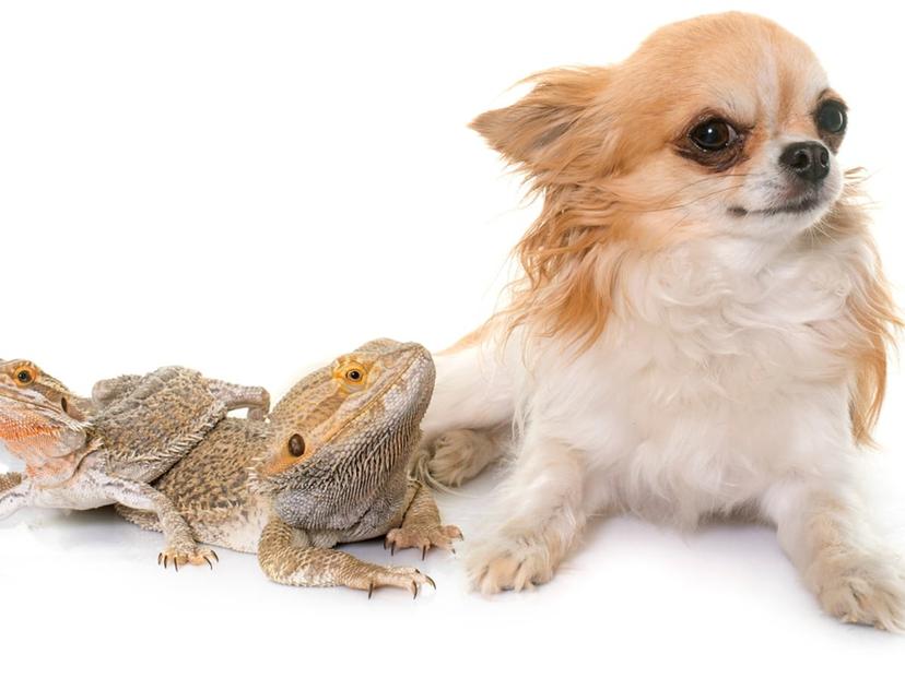 Dogs, Cats, & Lizards: Fostering Safe Coexistence | Spot Pet Insurance