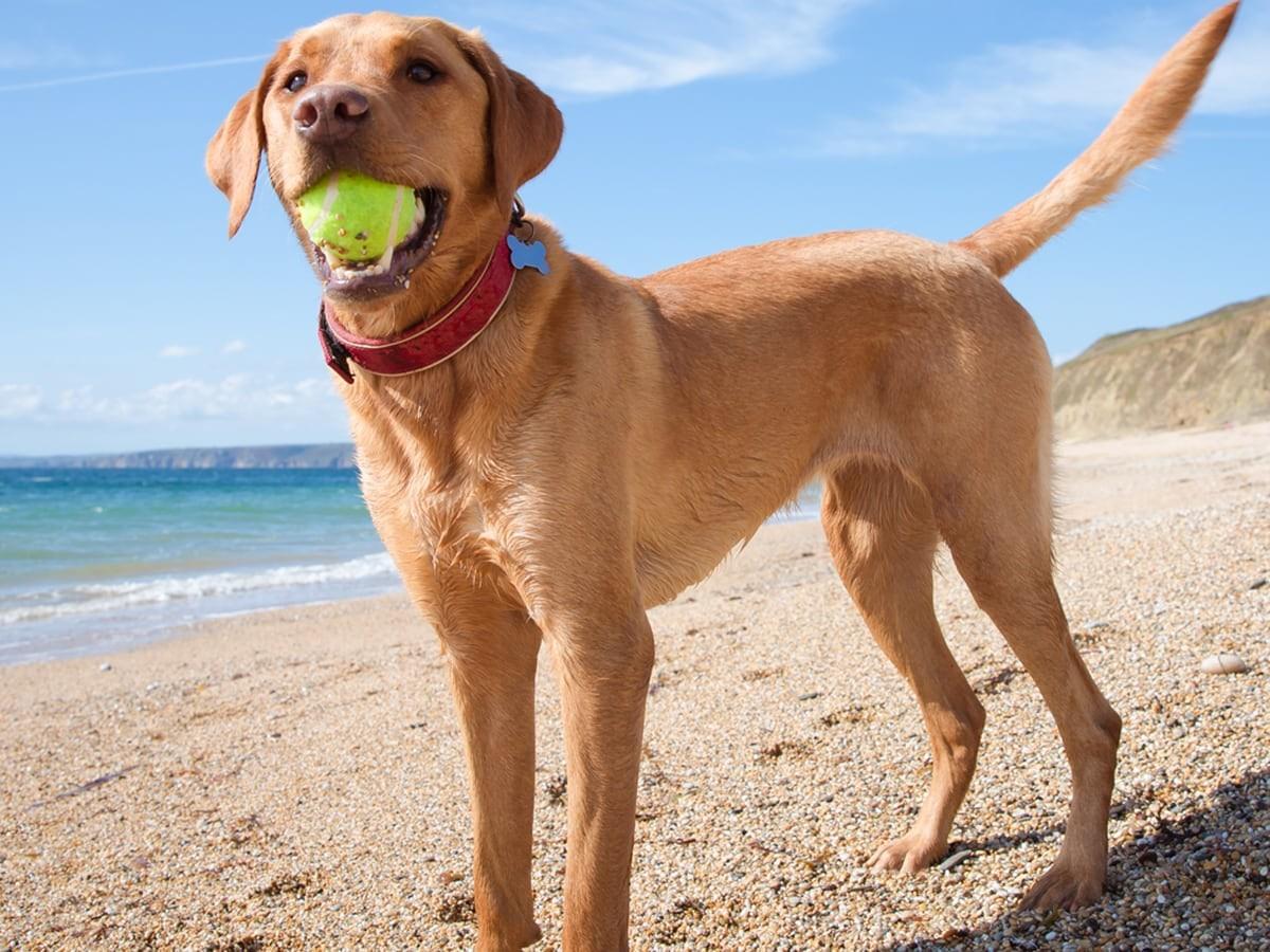 Dog Name Rover 500 Most Popular Boy Dog Names for 2025 | Spot Pet Insurance