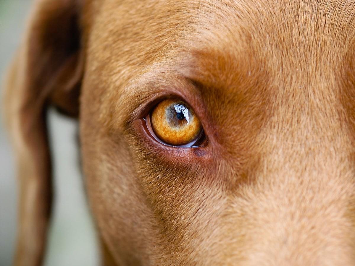 Dog Ruptured Eye Eye Conditions in Dogs: Common Problems, Symptoms & Treatments | Spot ...