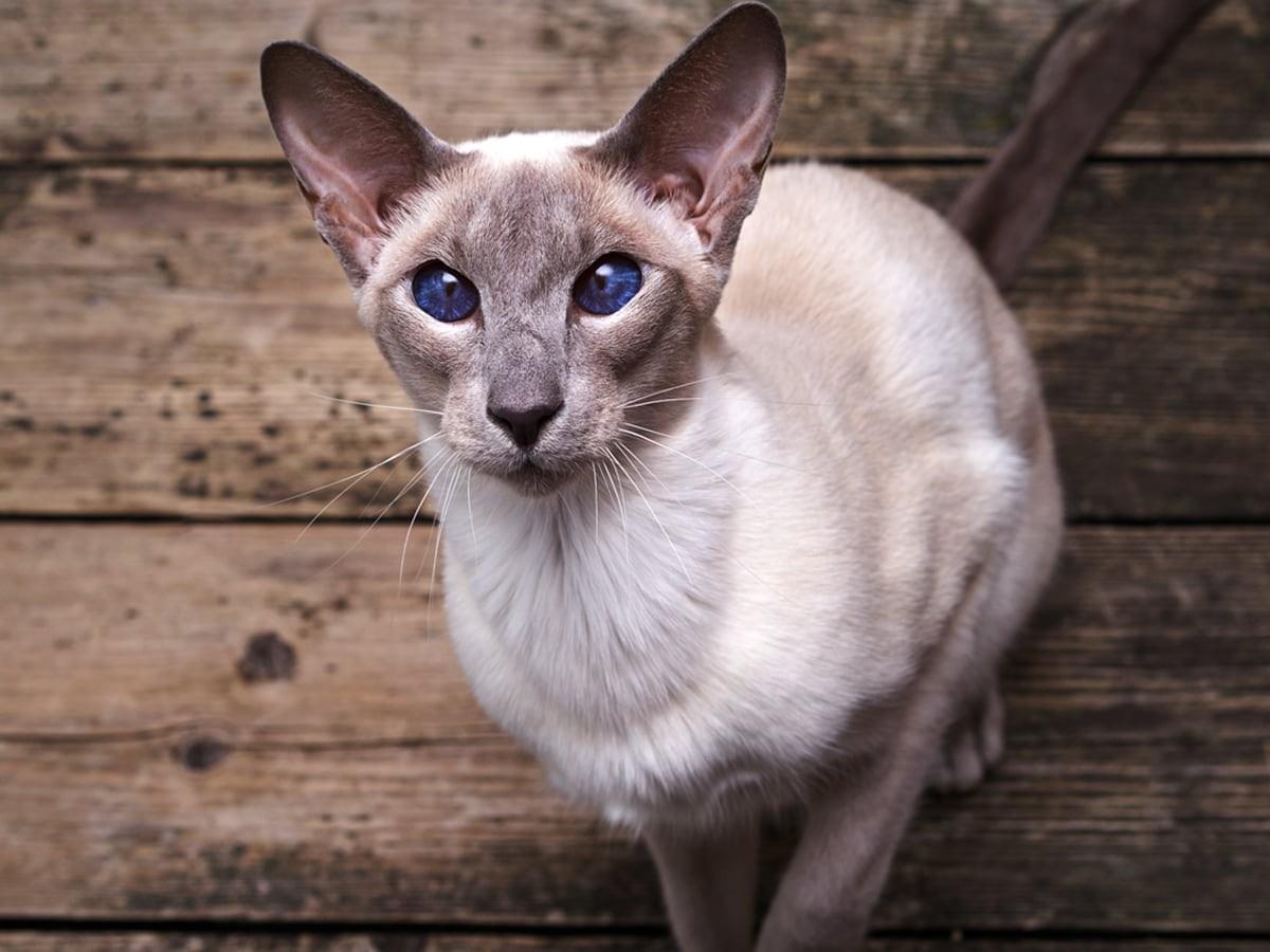 Oriental Shorthair Cat Breed Guide Spot Pet Insurance