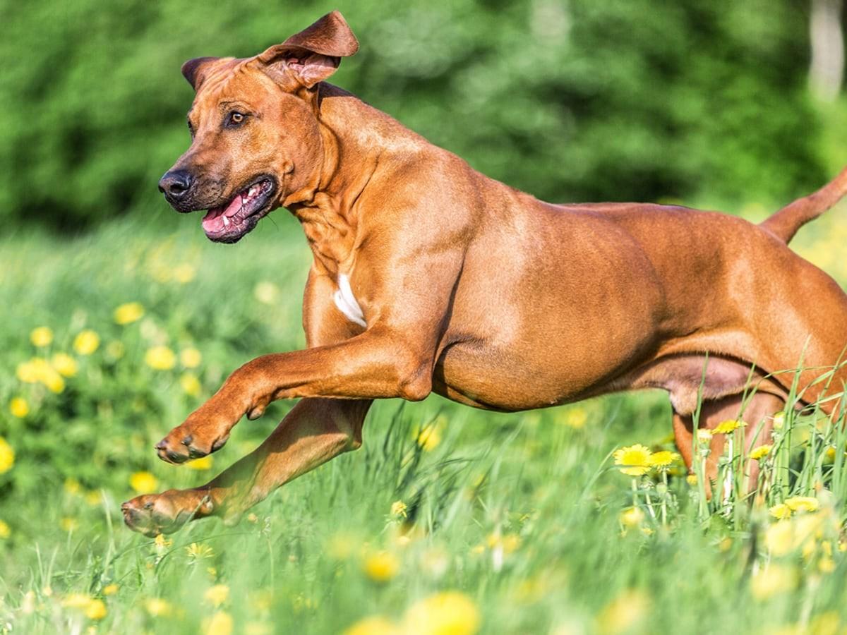 Rhodesian Ridgeback - Dog Breed Guide | Spot®