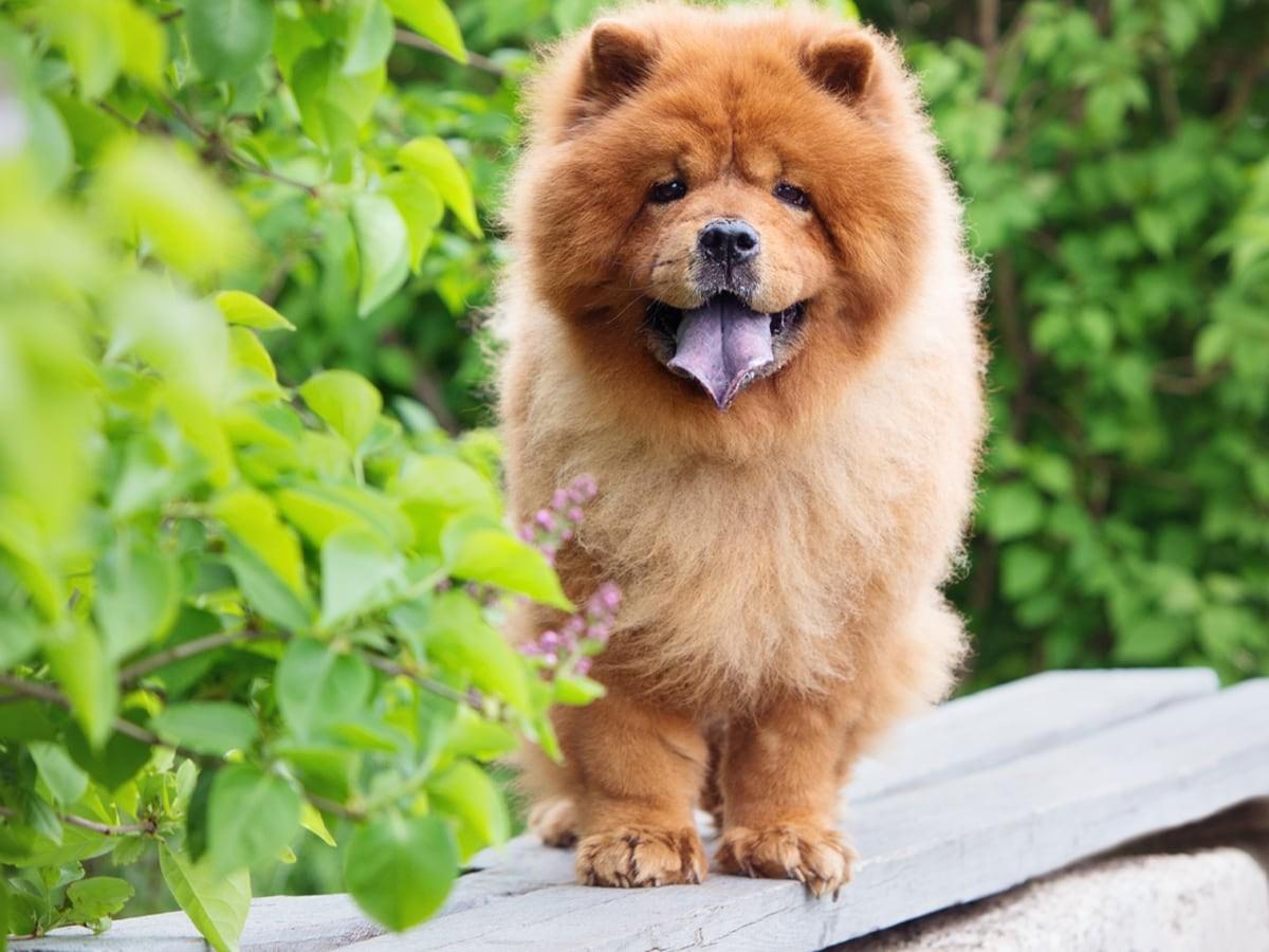 Chines Reeds 5 Popular Chinese Dog Breeds: Discover Their Traits | Spot Pet Insurance