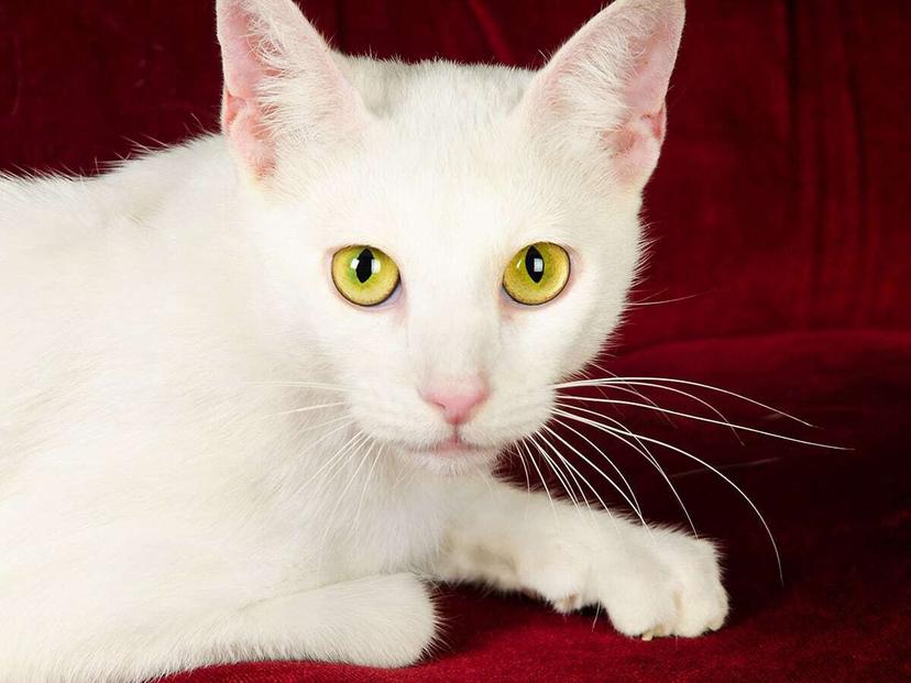 Russian White Cat Breed Guide Spot®