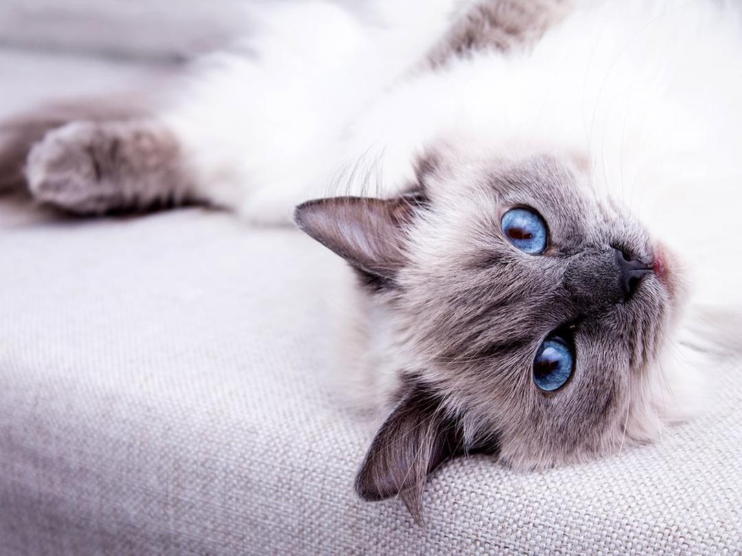 What's the Price of a Ragdoll Cat in 2025? | Spot Pet Insurance