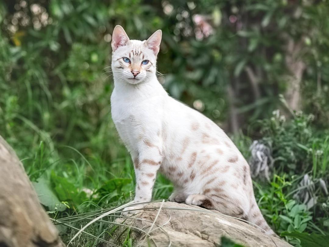 Cat White Pattern Names Top 10 White Cat Breeds You Must Know About | Spot Pet Insurance