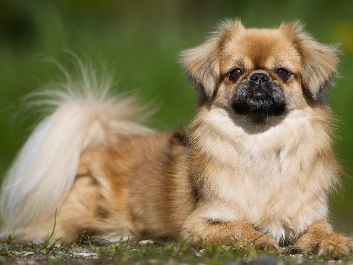 Chinet Pet 5 Popular Chinese Dog Breeds: Discover Their Traits | Spot Pet Insurance