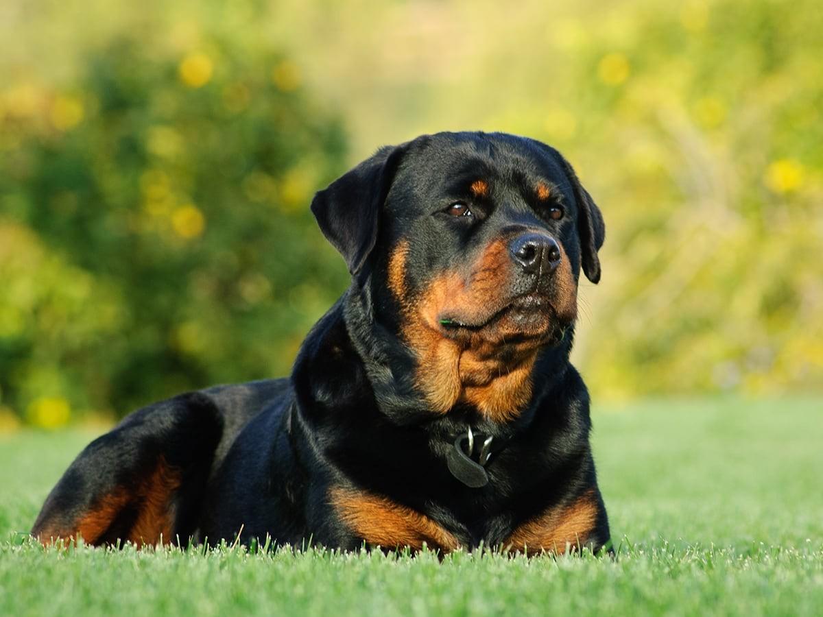 Strong Rottweiler The Strongest Dog Breeds: Power, Purpose & Health Info | Spot Pet Insurance