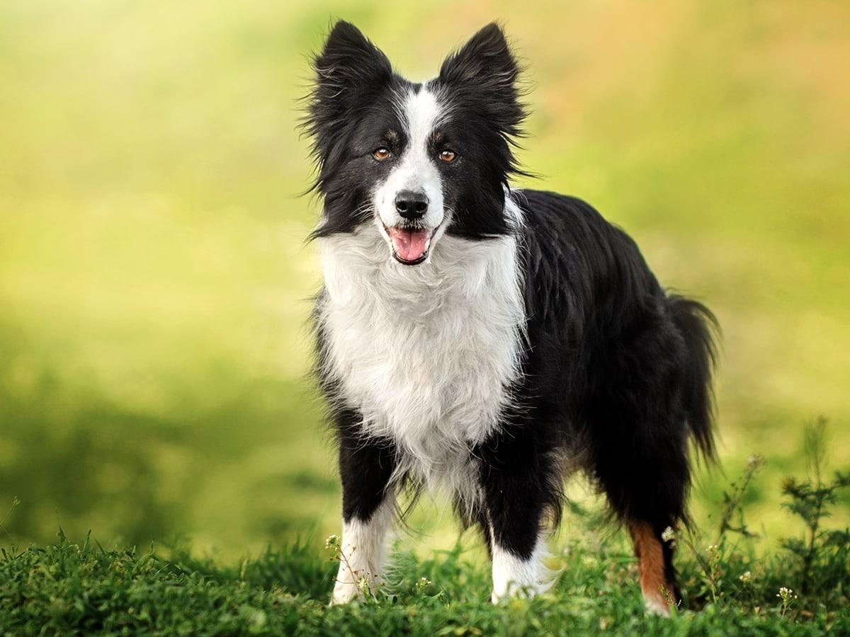 Dogs Lessie What Breed of Dog was Lassie? | Spot Pet Insurance