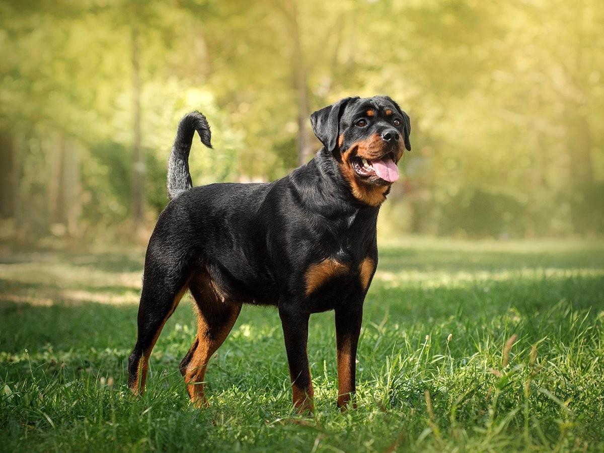 Aggressive Rottweiler Are Rottweilers Aggressive? | Spot Pet Insurance