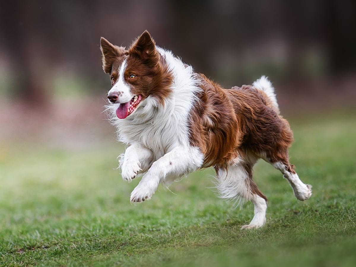 What Is A Border Collie s Personality Spot Pet Insurance What Is A Border Collie s Personality Spot Pet Insurance