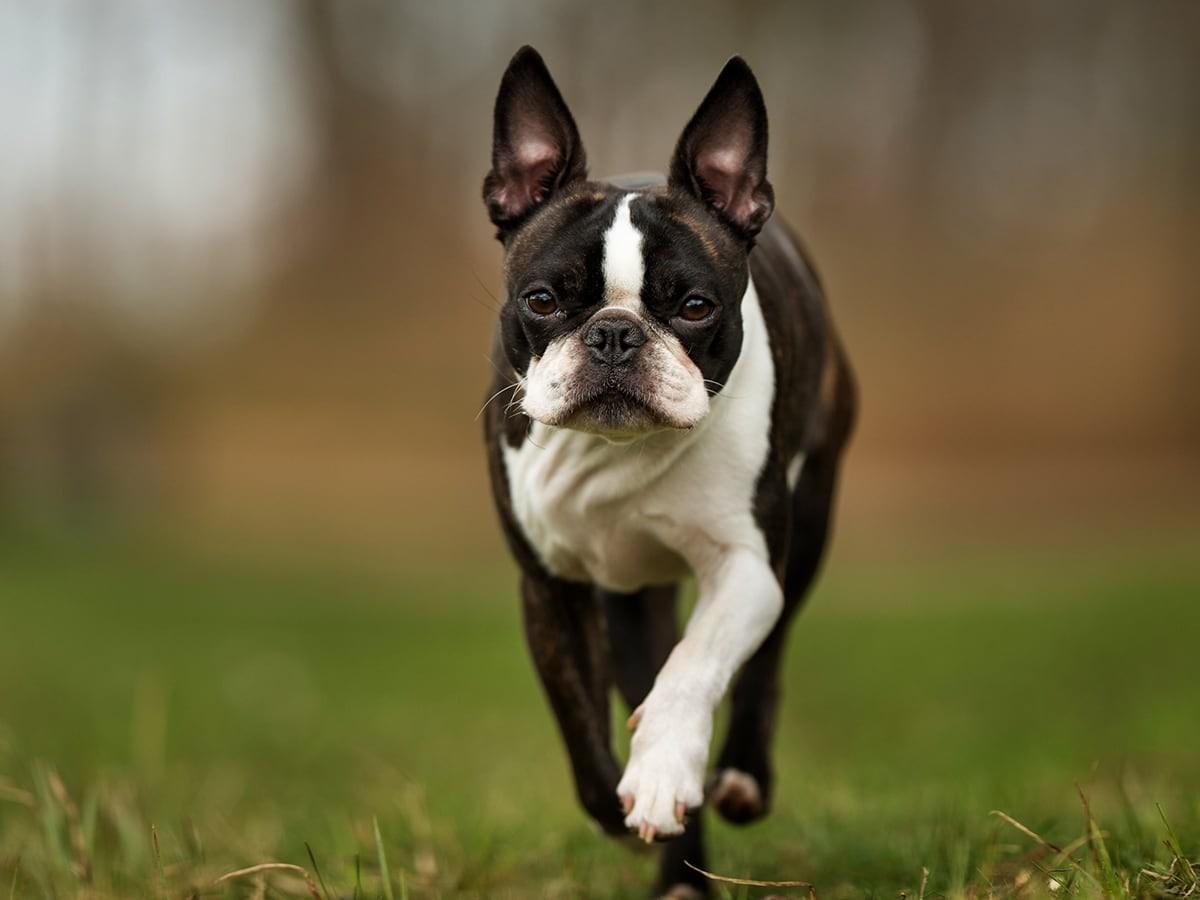 Stunning Small Puppy Breeds That Are Low Maintenance image