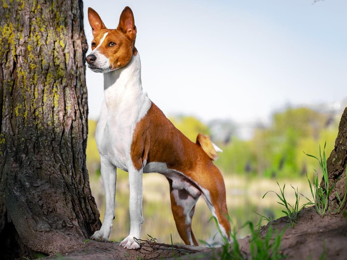 9 Best Hypoallergenic Dog Breeds | Spot Pet Insurance