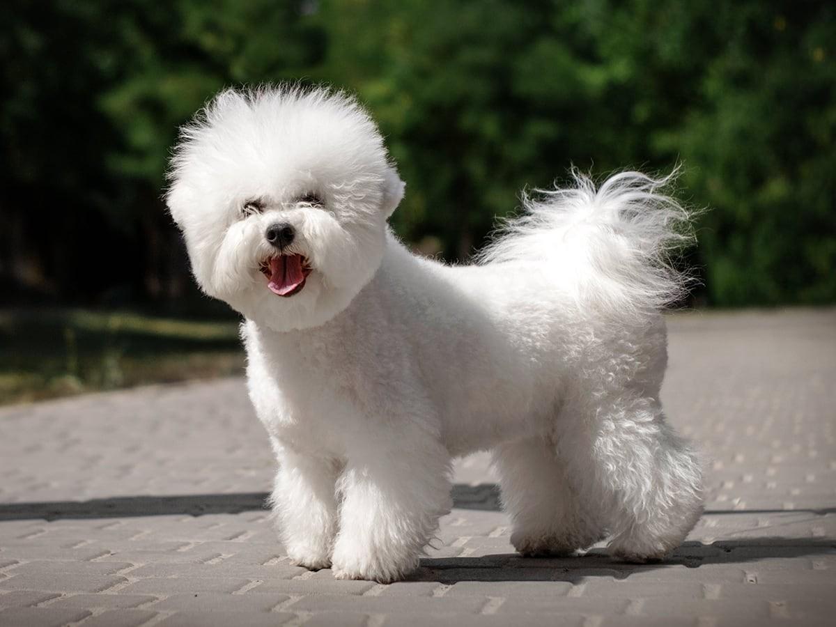 Top 10 Non Shedding Dog Breeds Spot Pet Insurance Top 10 non shedding dog breeds spot pet insurance