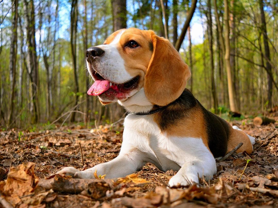Beagle Insurance What is the Cost of a Beagle in Canada? | Spot Pet Insurance