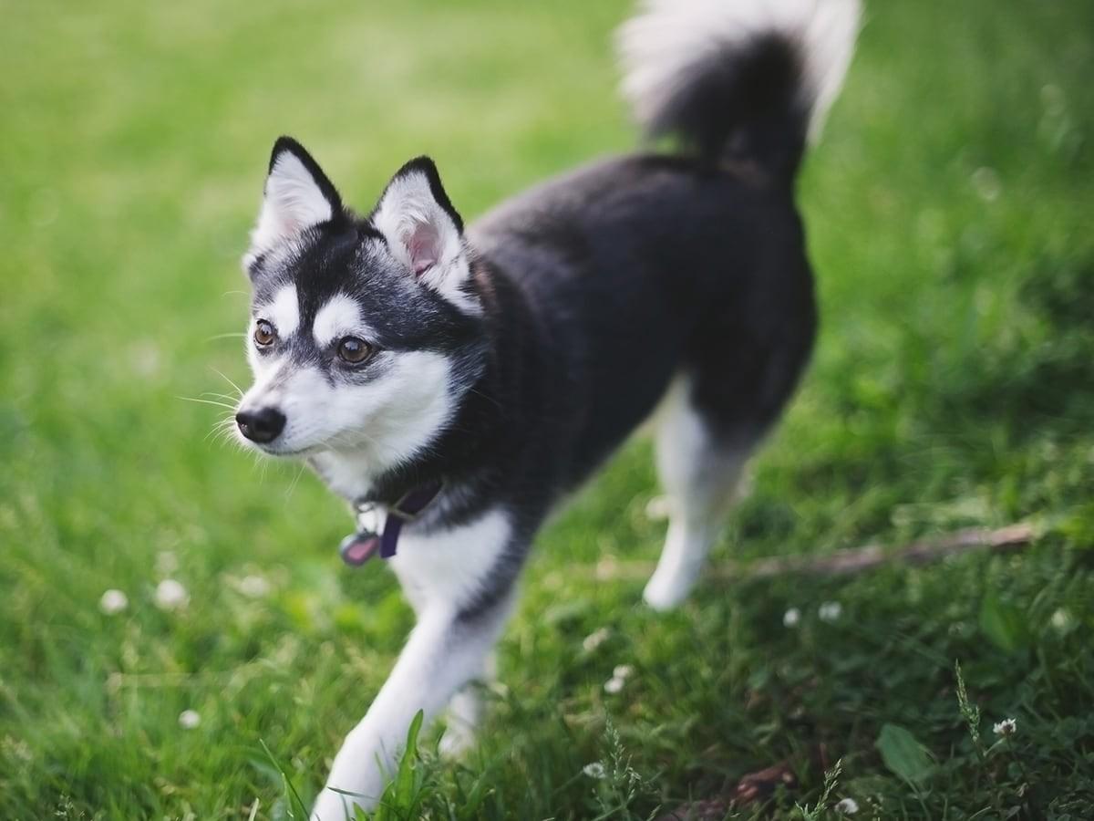 Norwegian Forest Cat Vs Maine Coon Spot Pet Insurance norwegian-forest-cat-vs-maine-coon-spot-pet-insurance