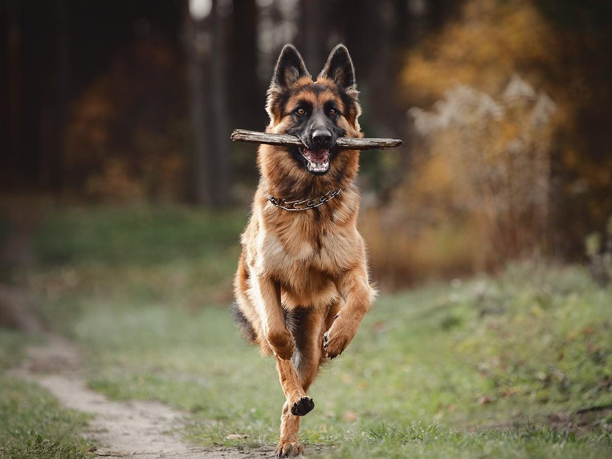 Shepherd Commoner German Shepherd Health Issues You Need to be Aware Of | Spot Pet Insurance