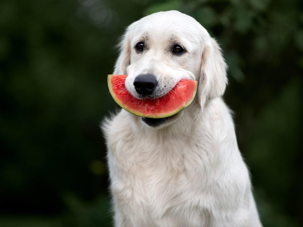 Stunning Can Dogs Eat Organic Black Muscadine Grapes image