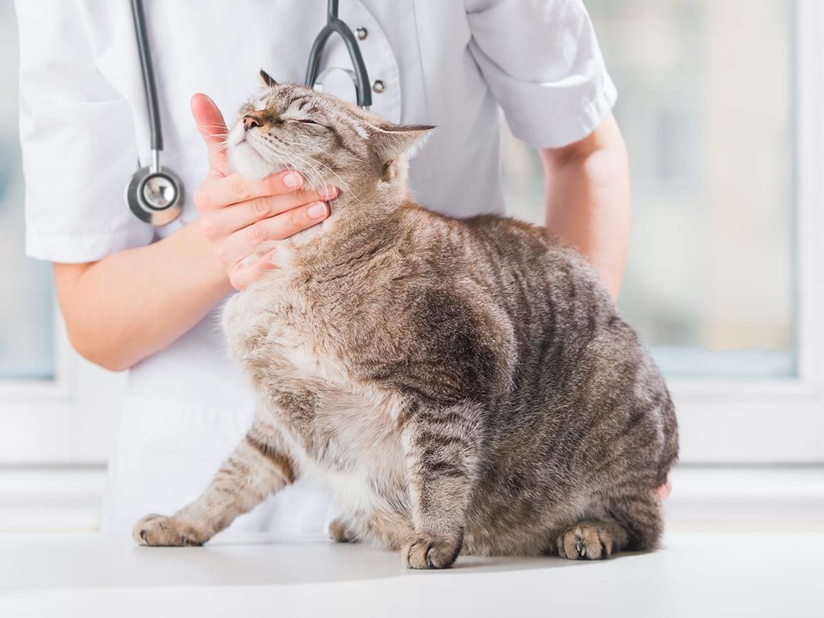 Get To Know All Latest Member Center Benefits Spot Pet Insurance get-to-know-all-latest-member-center-benefits-spot-pet-insurance