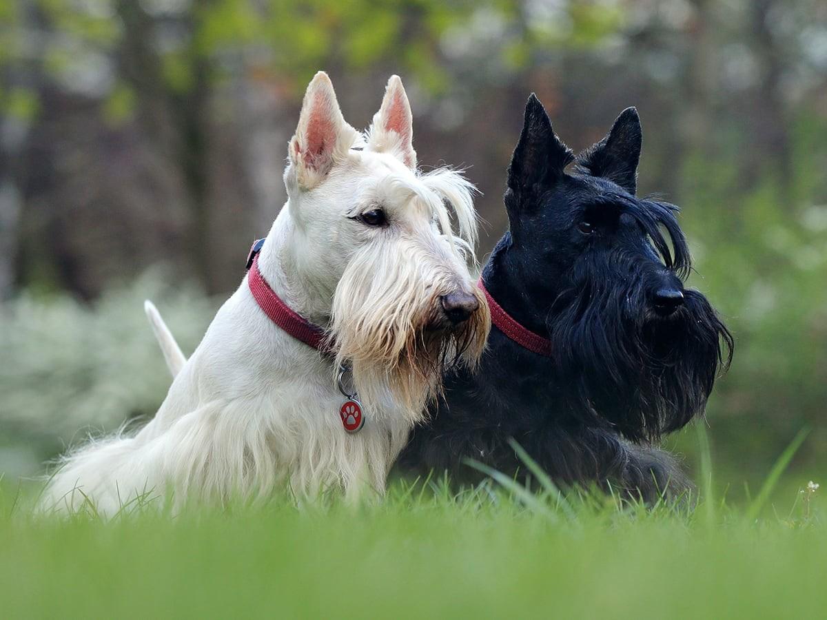 Sort Terrier Top 10 Small Terrier Breeds for Energetic and Loving Pet Parents | Spot ...