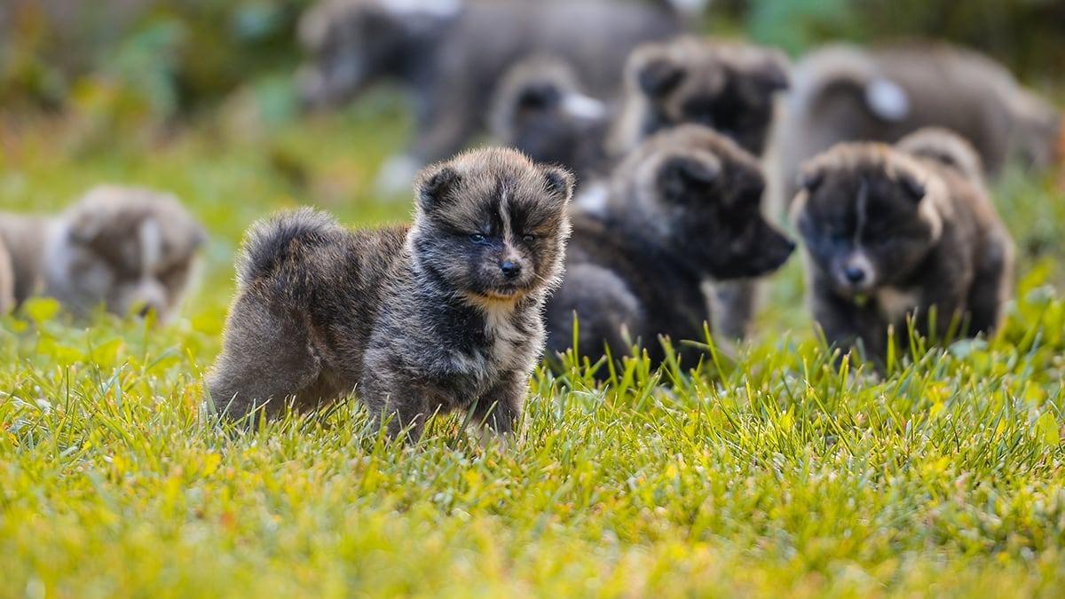 Get To Know All Latest Member Center Benefits Spot Pet Insurance get-to-know-all-latest-member-center-benefits-spot-pet-insurance