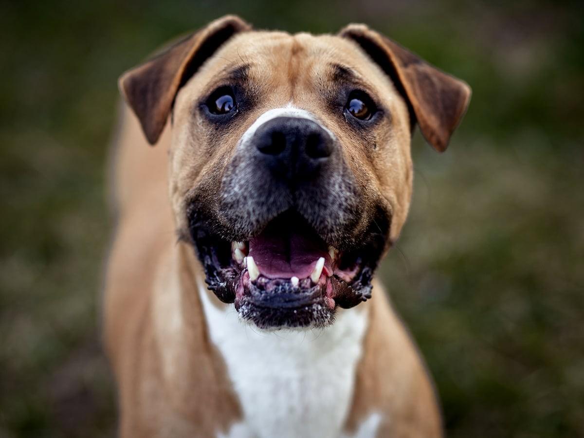 Low maintenance large breed dogs online